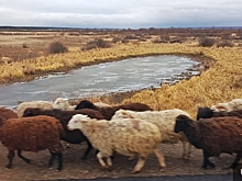 Курганский овцевод продает свой бизнес