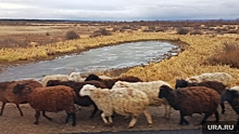 Курганский овцевод продает свой бизнес