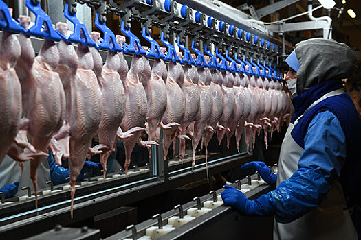 Полный цикл производства мяса птицы налаживается в Нижегородской области