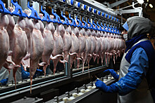 ФАС начала антикартельные проверки 12 производителей яиц и курятины