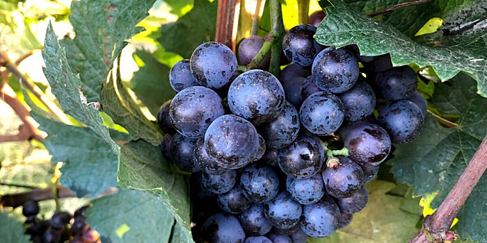 Ранние сорта винограда начали собирать в Кыргызстане
