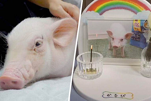 Канал "Свинья, которую съедят через 100 дней" опубликовал прощальное видео