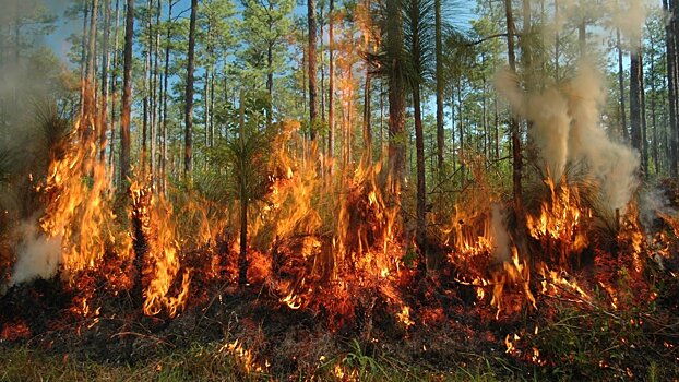 13 лесных пожаров произошло на Вологодчине в 2020 году