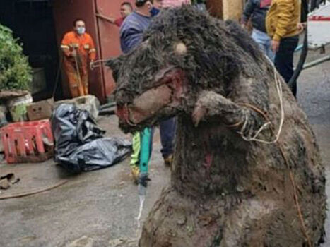 В Мексике из канализации выловили гигантскую крысу