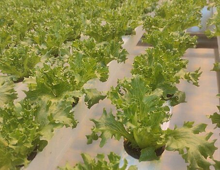 Сбор урожая с новой автоматической линии по выращиванию салата начали в Подмосковье