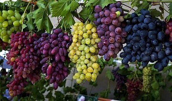 Ткачев: Площадь виноградников в РФ через пять лет увеличится в два раза