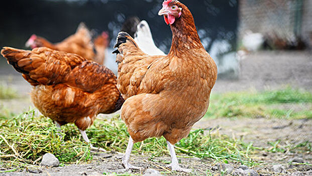 На острове Джерси дикие курицы терроризируют местных жителей