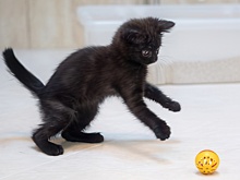 Кошка из приграничья выйдет на сцену