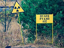 Ученые объяснили, почему после катастрофы в Чернобыле растения не погибли