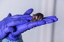 Нижегородские мыши-мутанты помогут в борьбе с эпилепсией