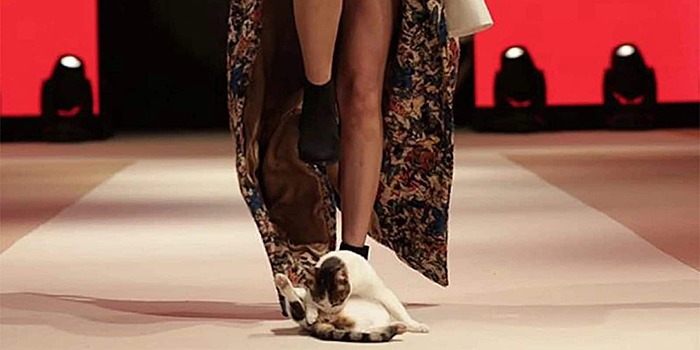 Коты на подиуме: в Москве сочинский дизайнер представит новую коллекцию с участием четвероногих моделей