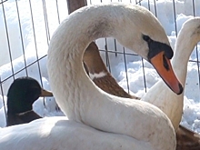 Спасенному под Волгоградом лебедю Славке оказывают помощь в приюте