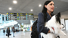 Россияне рассказали, как сделать путешествия с животными безопаснее