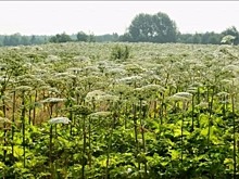 Глава Ярославской области пригрозил изымать сельхоз землю, за которой не ухаживают