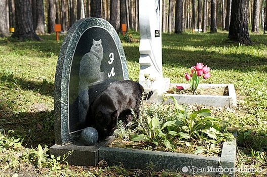 Единственное на Урале Кладбище домашних животных придется перенести