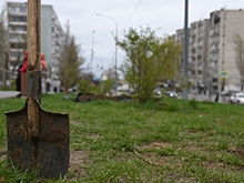 В Волжском завершилось весеннее озеленение