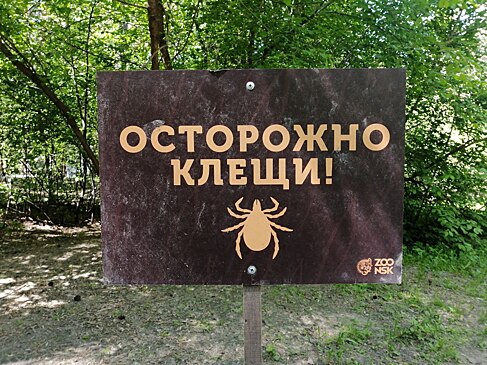 Новосибирская область: более 3000 детей пострадали от укусов клещей