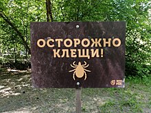 Клещи за неделю покусали ещё 859 жителей Новосибирской области