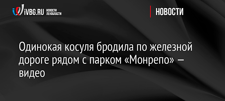 Одинокая косуля бродила по железной дороге рядом с парком «Монрепо» — видео