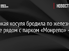 Одинокая косуля бродила по железной дороге рядом с парком «Монрепо» — видео