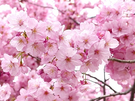 Неожиданное цветение сакуры заметили в Японии