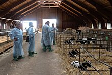 Здоровье крупного рогатого скота молочной направленности - залог высоких надоев