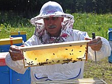 Приморье нацелилось на развитие промышленного производства меда