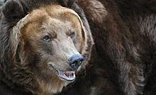 Турист погиб при нападении медведя в парке «Ергаки»