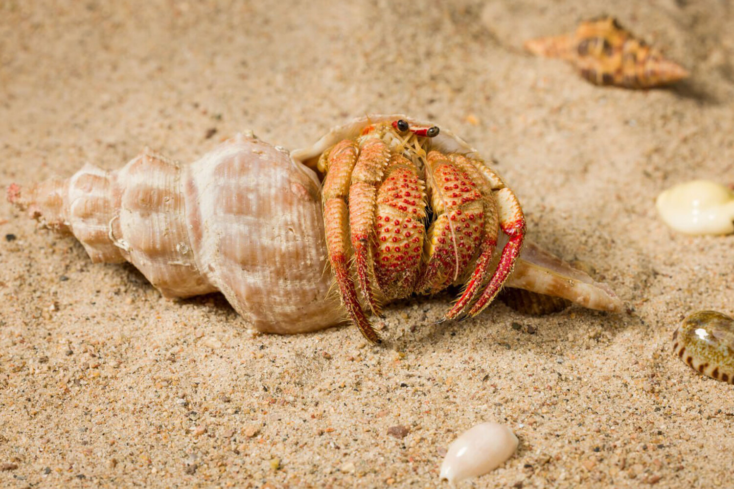 Ученые открыли клубничного рака-отшельника нового вида