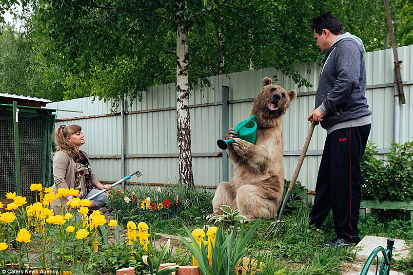 Как сообщает издание, медведь часто работает в саду, например поливает растения