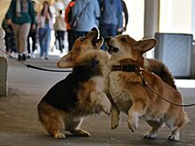 Ветеринар предупредил об опасности теплового удара у домашних животных