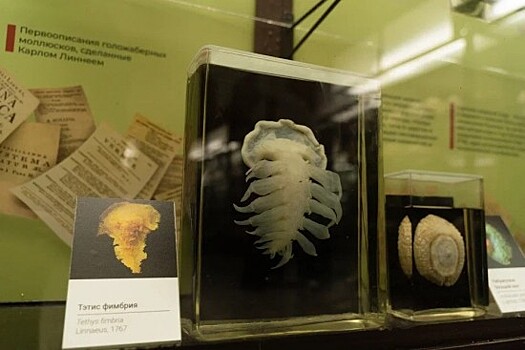 Семь новых видов голожаберных моллюсков. В музее МГУ представили проект «РеДНКарнация музейных коллекций»