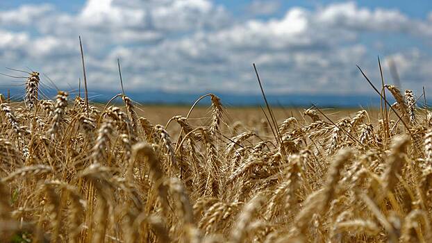 В Запорожской области обвинили киевские власти в поджоге полей с пшеницей