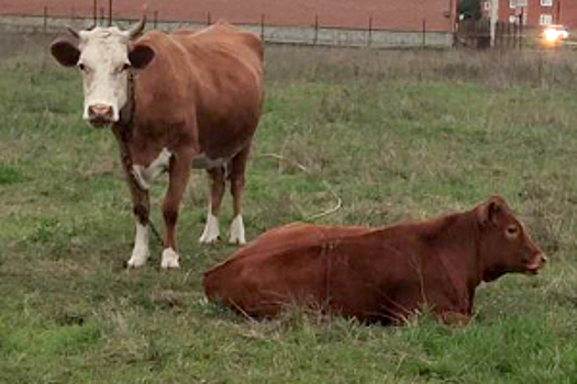 В Чеченской Республике осудят жителя села Ачхой-Мартан за кражу скота с пастбищ на 6,5 млн рублей
