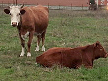 В Чеченской Республике осудят жителя села Ачхой-Мартан за кражу скота с пастбищ на 6,5 млн рублей
