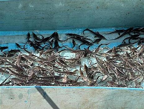 АО "Транснефть - Приволга" выпустило молодь ценных пород рыб в водоемы трех регионов