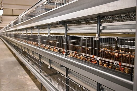 В Татарстане разгорелся скандал из-за еще не построенного курятника "Ак Барс — Пестрецы"