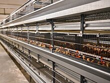 В Татарстане разгорелся скандал из-за еще не построенного курятника "Ак Барс — Пестрецы"