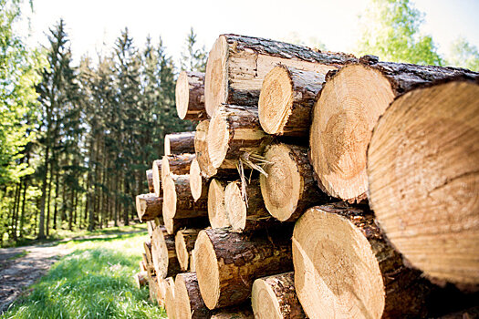 Квоты на вывоз дальневосточной древесины могут отменить с 2024 года