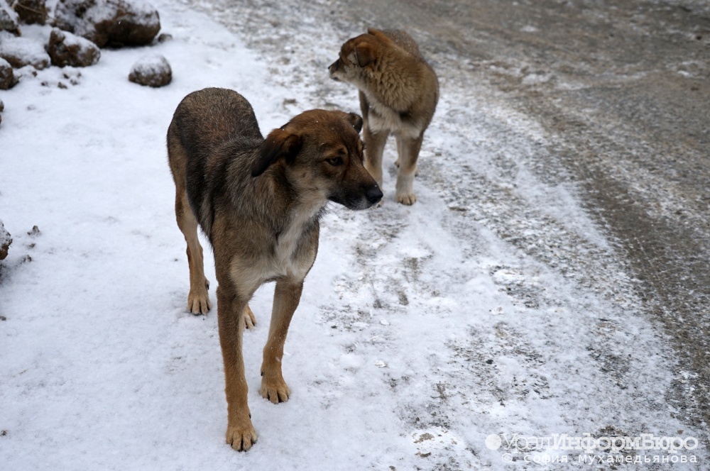 В челябинском городе возбудили уголовное дело из-за нападений бродячих собак на людей
