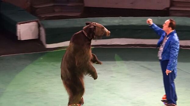 Медведи на гироскутерах поразили костромичей в новой программе «Звёзды мирового цирка»