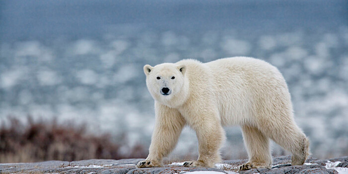 Стали известны подробности спасения белой медведицы в Заполярье