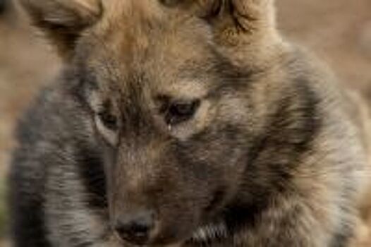 Волгоградцы пытаются спасти лошадь, пострадавшую в ДТП в Волгограде