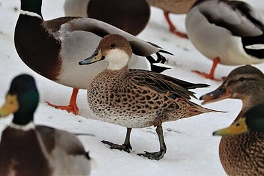 Орнитолог предупредил о массовом голоде среди птиц в Московском регионе