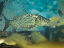 Китайские генетики создали карпа без мелких костей