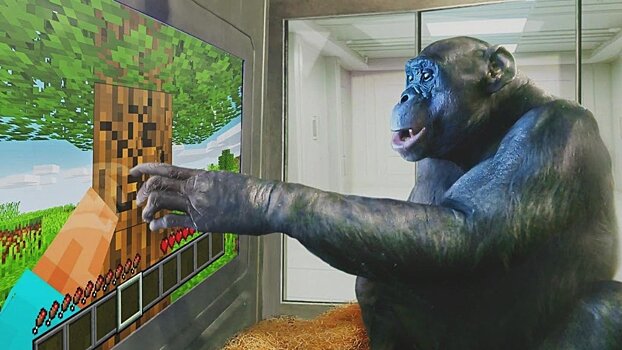 Ушла из жизни обезьяна Канзи, умевшая играть в Minecraft