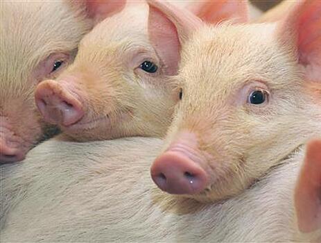 Газбанк кредитует животноводство Самарской области