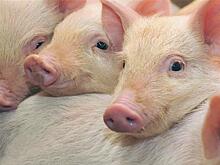 Газбанк кредитует животноводство Самарской области