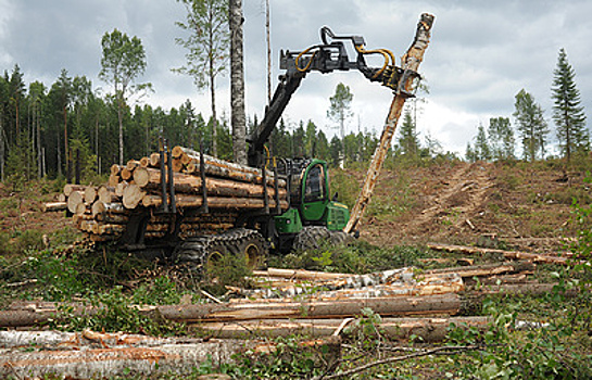 Доходы без посредников: как российскую лесную промышленность выводят из тени