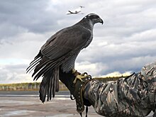 Кто заведует ястребами в аэропортах